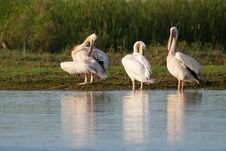 White Pelicans Preening Stock Photo White Pelicans Preening Stock Photo