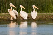 White Pelicans Looking Royalty Free Stock Images White Pelicans Looking Royalty Free Stock Images