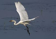 Great Egret In Flight Royalty Free Stock Photo Great Egret In Flight Royalty Free Stock Photo