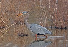 Great Blue Heron With Fish Royalty Free Stock Image Great Blue Heron With Fish Royalty Free Stock Image
