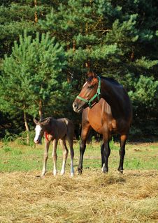 Mare And Foal Royalty Free Stock Photography Mare And Foal Royalty Free Stock Photography