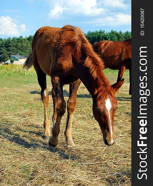 A curious chestnut mare foal walking on a paddock. A curious chestnut mare foal walking on a paddock.