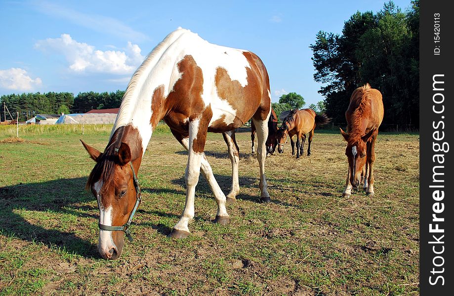 Piebald mare grazing with her young chestnut foal on a horse farm. Piebald mare grazing with her young chestnut foal on a horse farm.