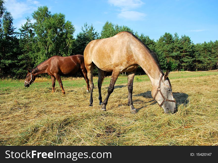 Gray and bay horses grazing on a field on a horse farm. Gray and bay horses grazing on a field on a horse farm.