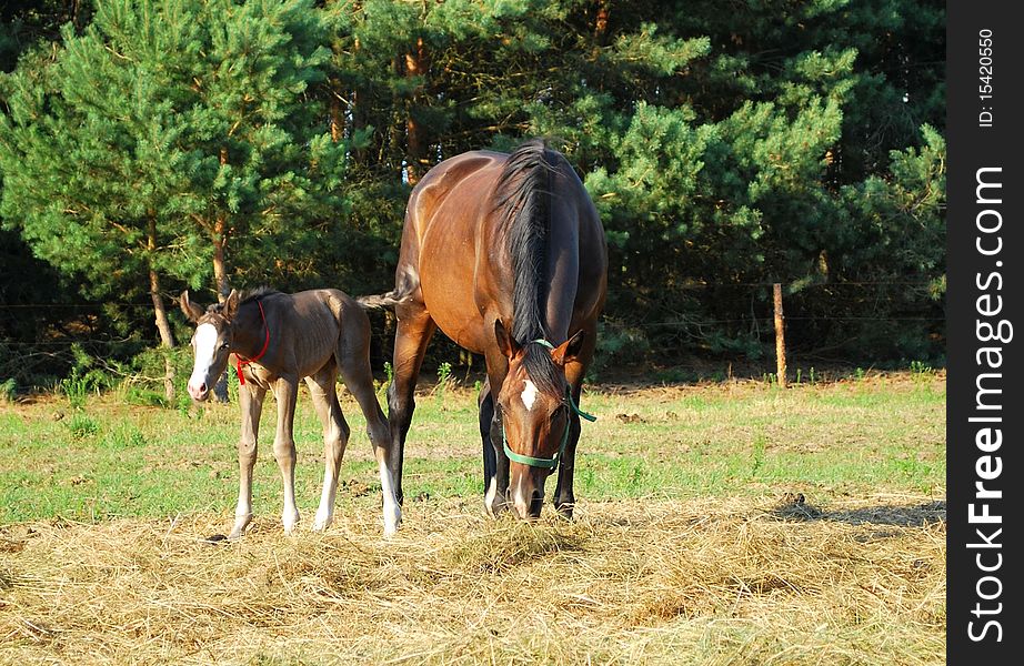 Bay mare grazing next to her little foal. Bay mare grazing next to her little foal.
