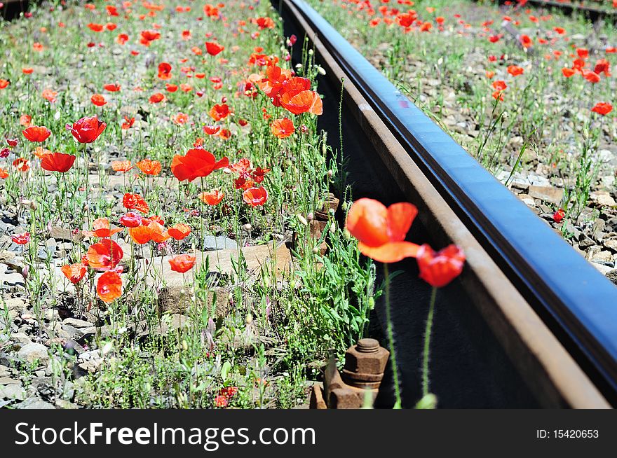 Wild red poppies near railway. Nature and industry concept.