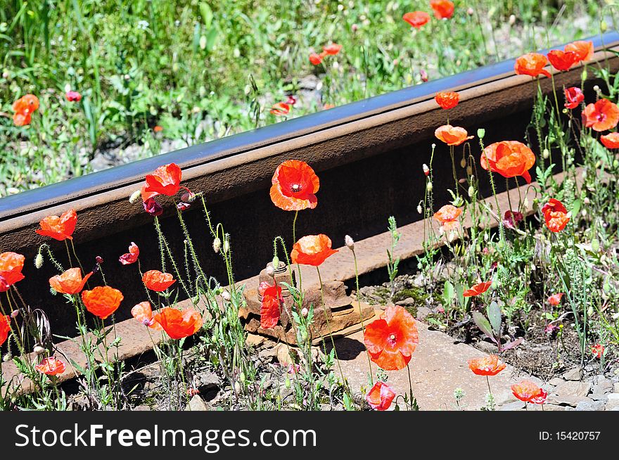 Wild Red Poppies Near Railway