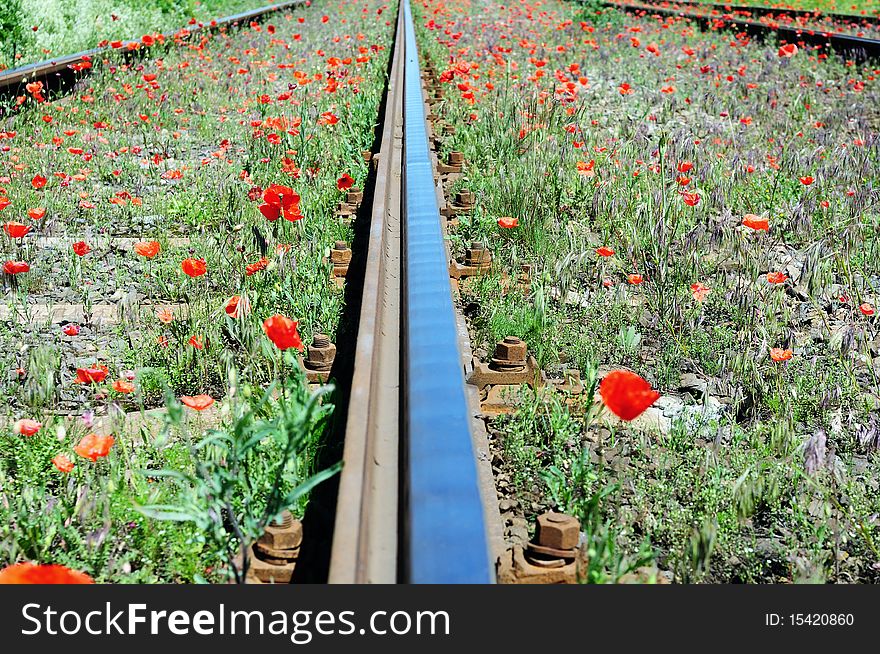 Wild red poppies near railway. Nature and industry concept.