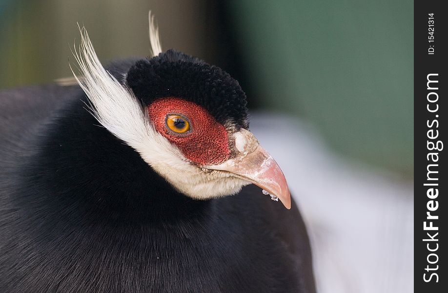 Portrait of the colourful brown eared - pheasant