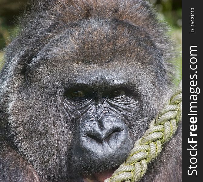 Close-up of male gorilla at the zoo