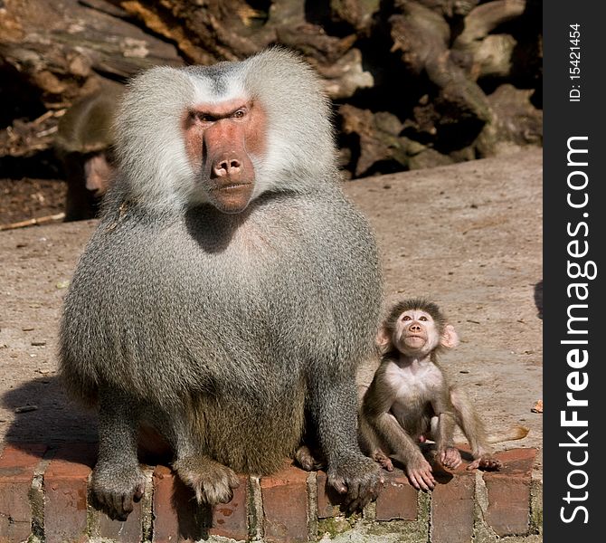 Big male baboon with babybaboon sitting next to him. Big male baboon with babybaboon sitting next to him