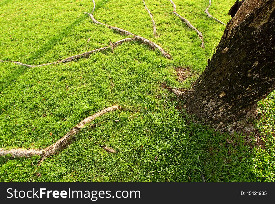 Spreading of root around a tree