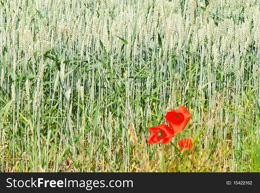 A corn-field with red poppies. A corn-field with red poppies