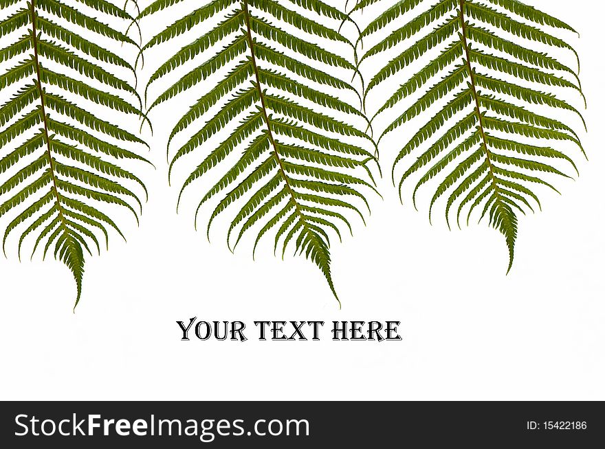 Three ferns on white with text space