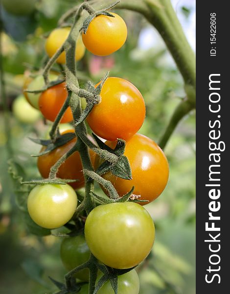 Tomatoes on a branch, red tomatoes, green tomatoes, ripe and unripe, ripening tomatoes, new crop, grow tomatoes, hang on a branch, fresh tomatoes