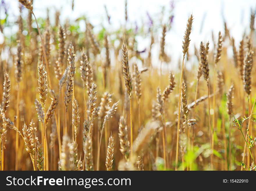 Wheat field spikelets in the sun