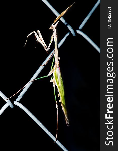 Praying Mantis on a fence with a black background