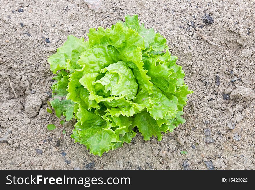 Seasonal fresh lettuce in the garden