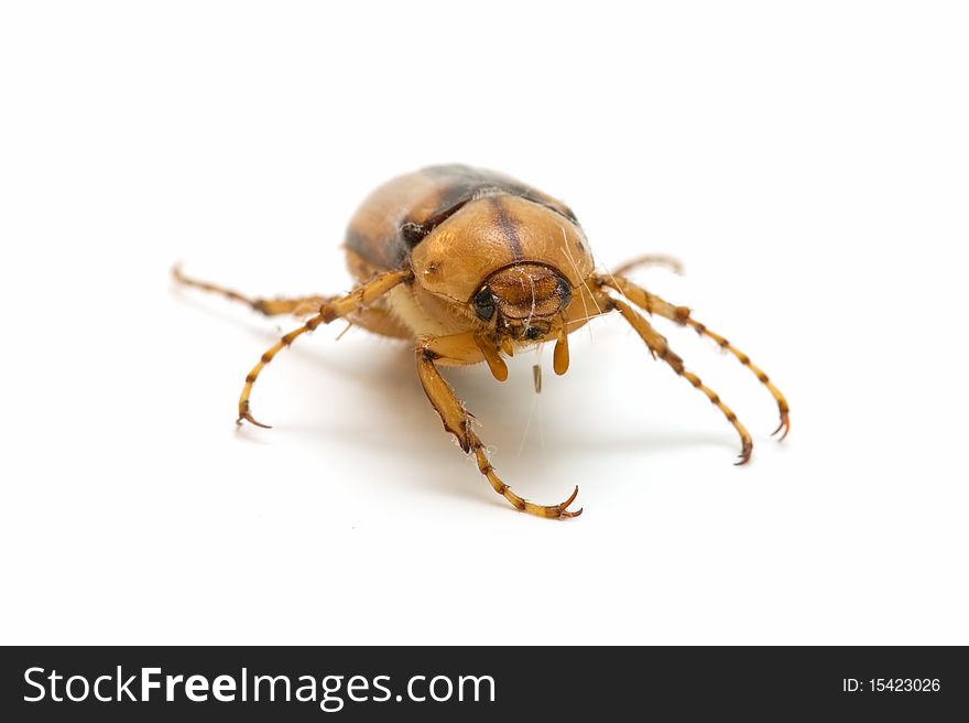 Brown cockroach isolated on white background
