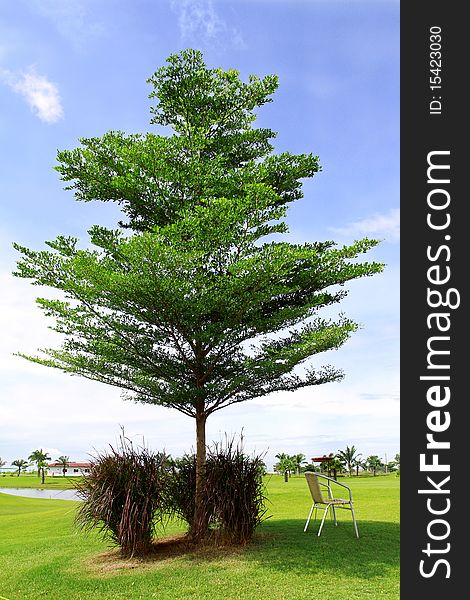 Alone tree with blue sky