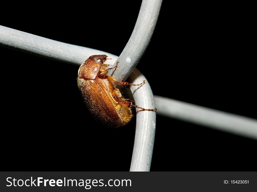 Brown cockroach isolated on black background