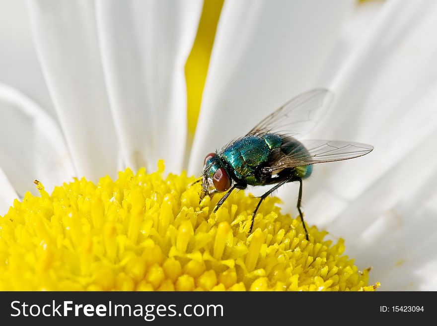 Green fly pollinating a flower. Green fly pollinating a flower