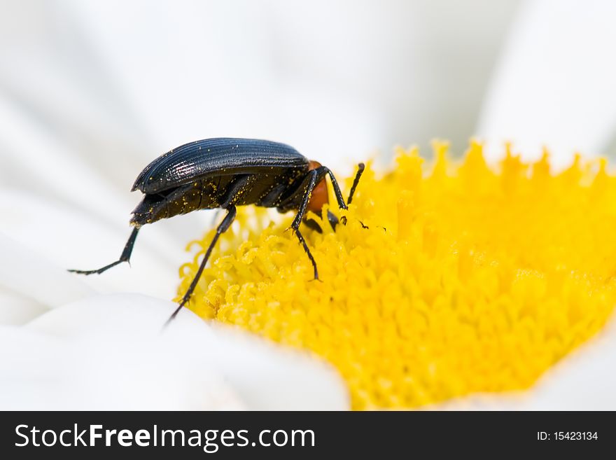 Flying insect pollinating a flower