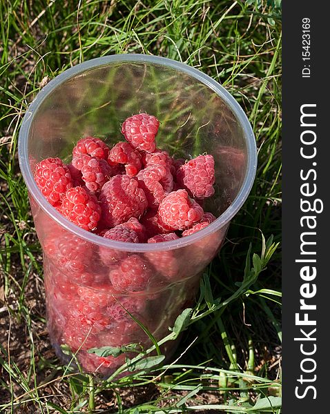 Raspberry In Plastic Glass