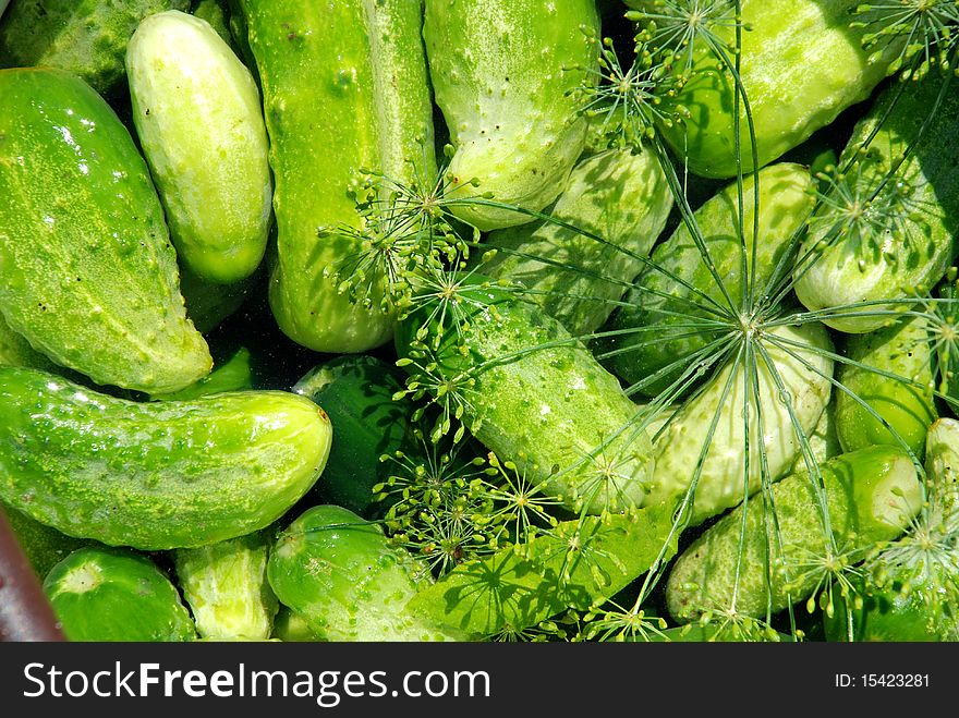 Fresh cucumbers with a fennel branch