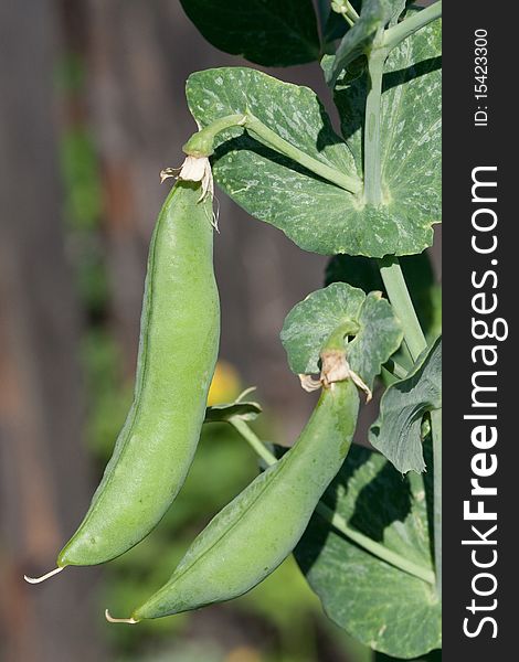Green peas - a pod on branch