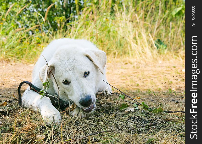 Dog Gnaws A Stick