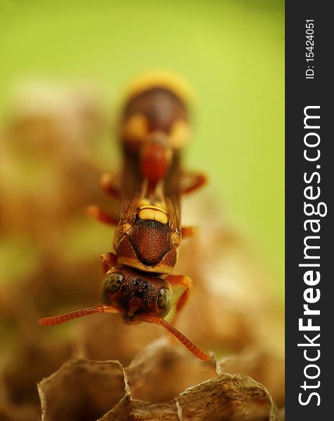 This wasp, with the body length only about 5mm, being photographed when it was building its nest. With the eyes and antenna well focused creating a cute looking appearance. This wasp, with the body length only about 5mm, being photographed when it was building its nest. With the eyes and antenna well focused creating a cute looking appearance.