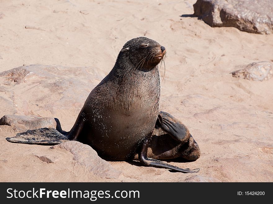 Cape fur seal in Cape Cross in Namibia