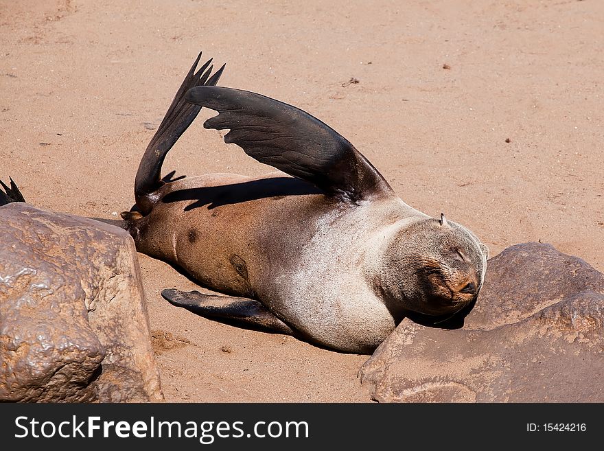 Cape fur seal in Cape Cross in Namibia