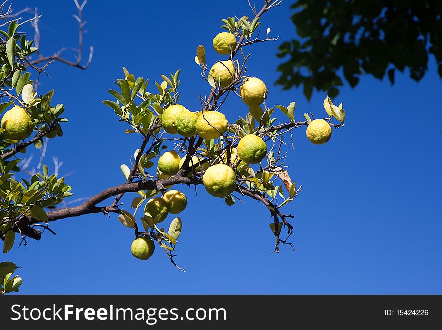 Green and yellow lemons on the tree among the leaves