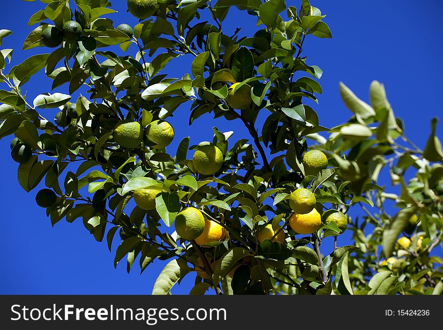 Green lemons on the tree among the leaves