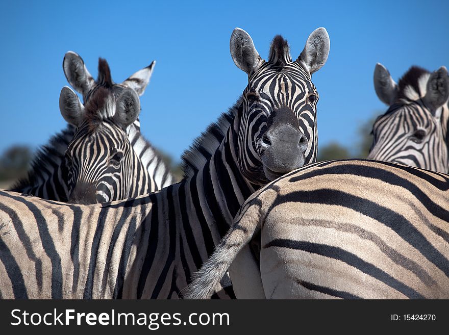 Zebras in Etosha park in Namibia