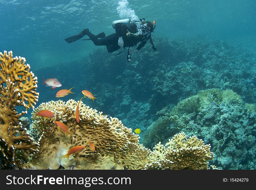 Scuba diver swims over coral reef. Scuba diver swims over coral reef