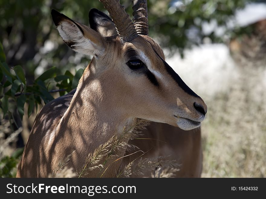 Impala male in Etohsa park in Namibia