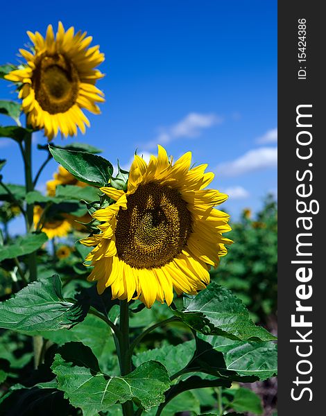 Sunflowers on blue sky background