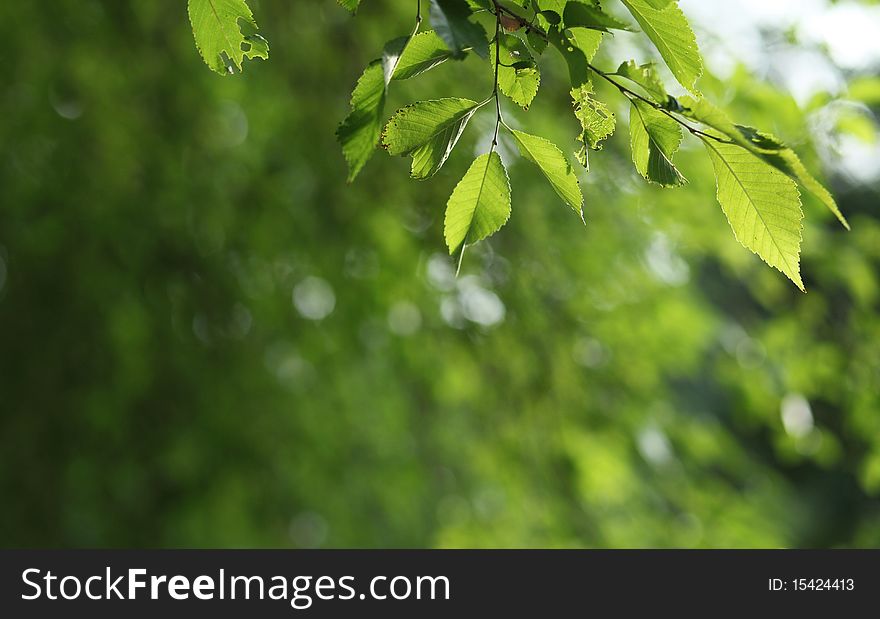 Beatiful green natural background - beech tree branch lit by the sunshine (lovely fresh and refreshing tones)