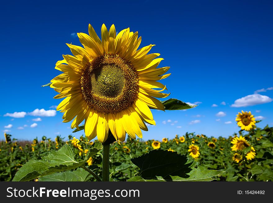 Sunflowers on blue sky background