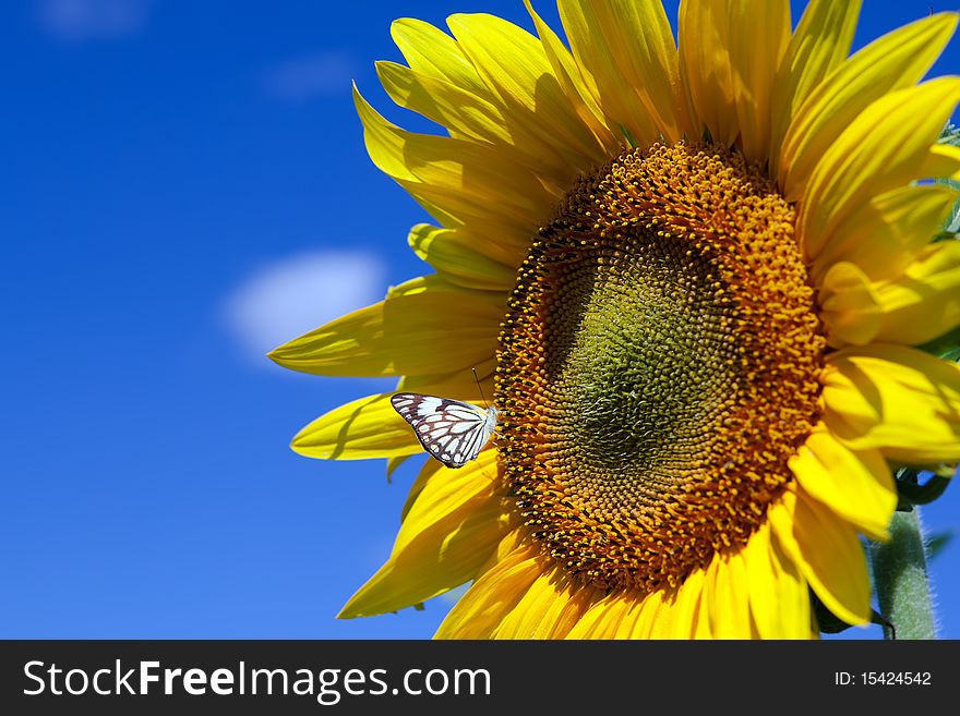 Sunflowers with butterfly on blue sky background
