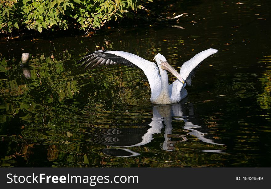 Pelikan with opened wings on black water