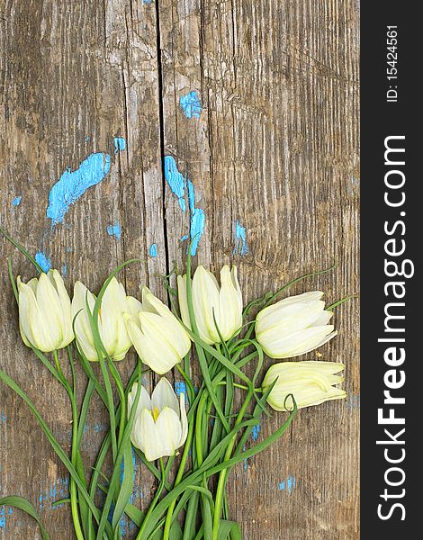 Delicate white flowers on a background of cracked old wooden planks. Delicate white flowers on a background of cracked old wooden planks