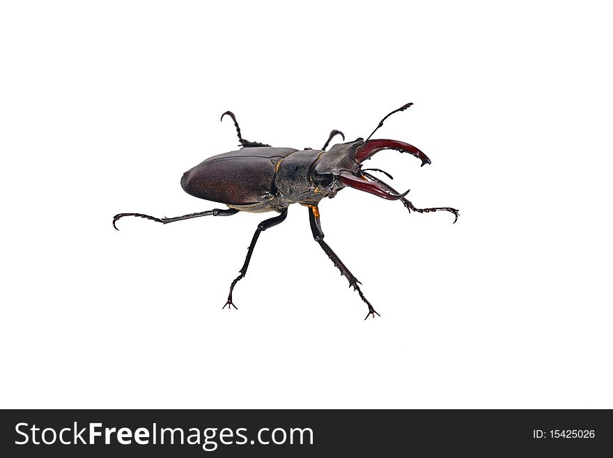 Stag-beetle, isolated, white background