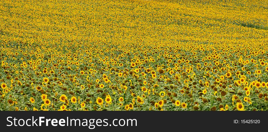 Field With Sunflowers