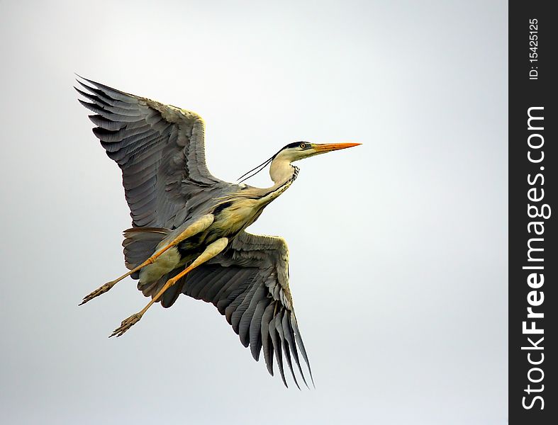 Grey heron in air:air display