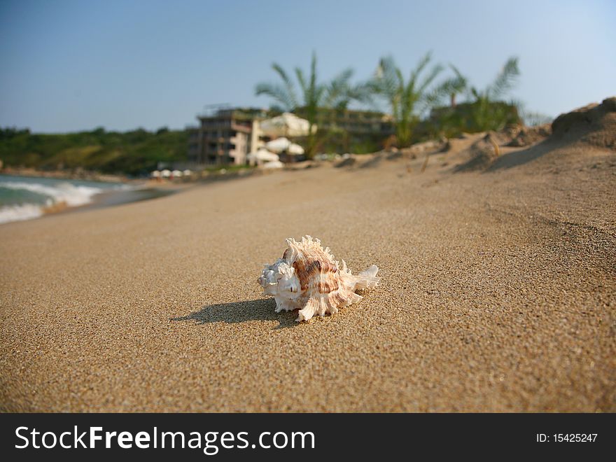 Single cockleshell on a sand