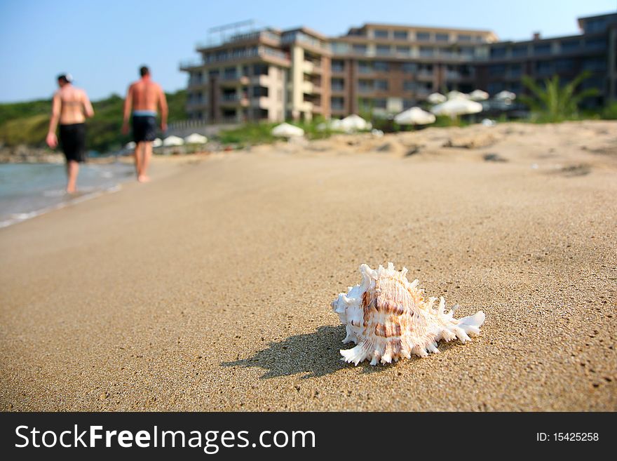 Single cockleshell on a sand